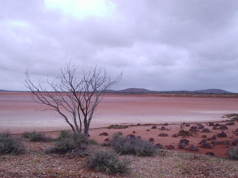 Lake Gairdner Water Level