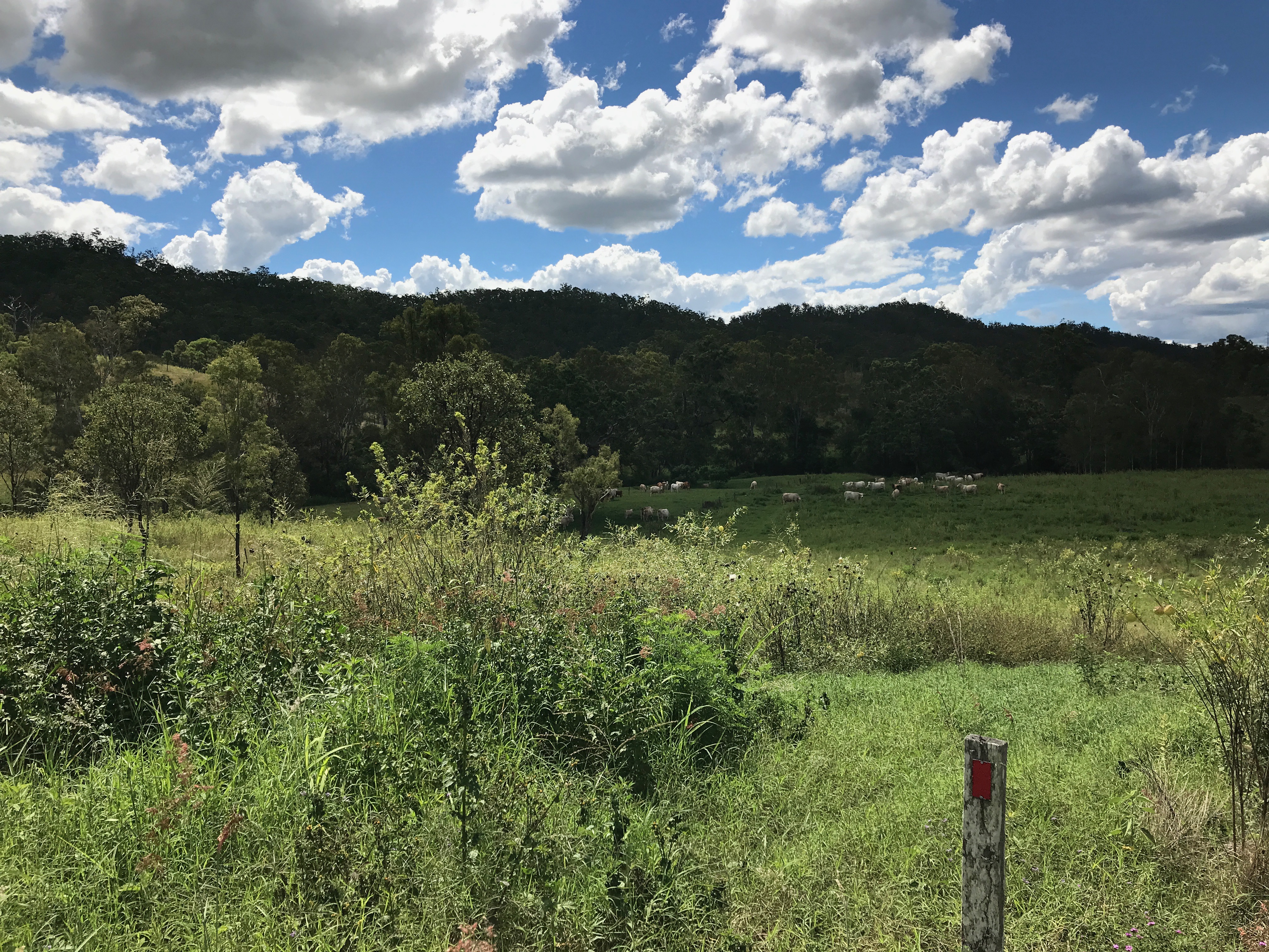 Lake Manchester Water Level