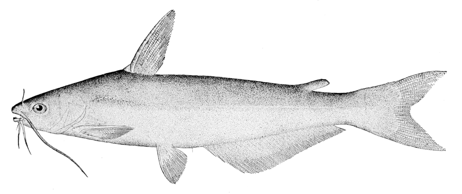 Blue Catfish
