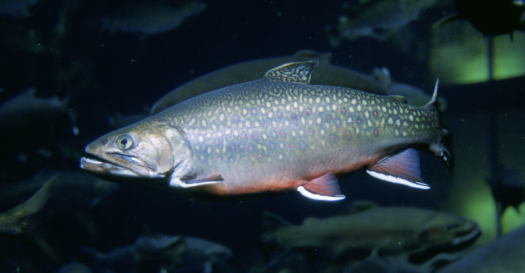 Brook Trout
