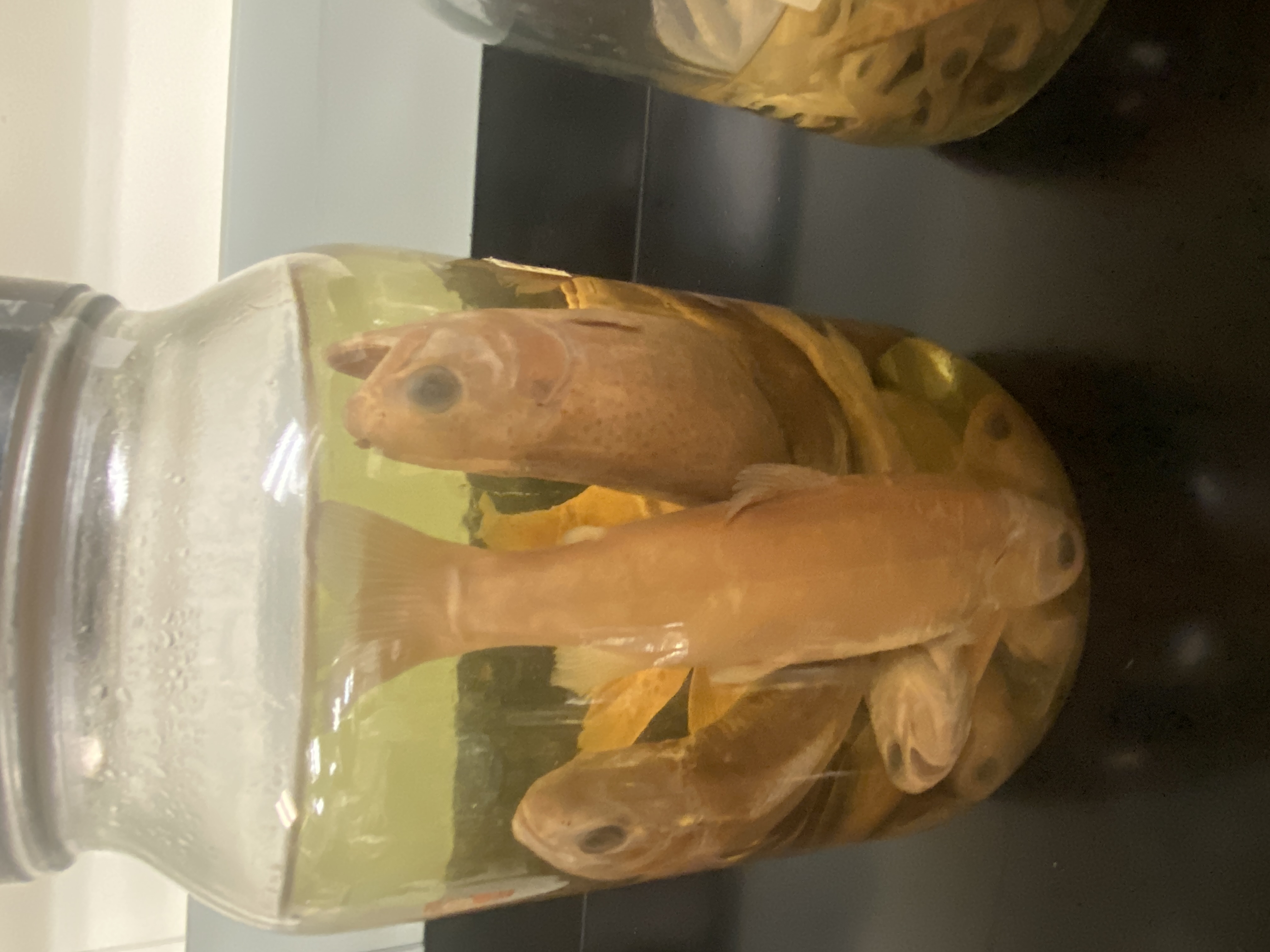 Chinook Salmon (King Salmon)