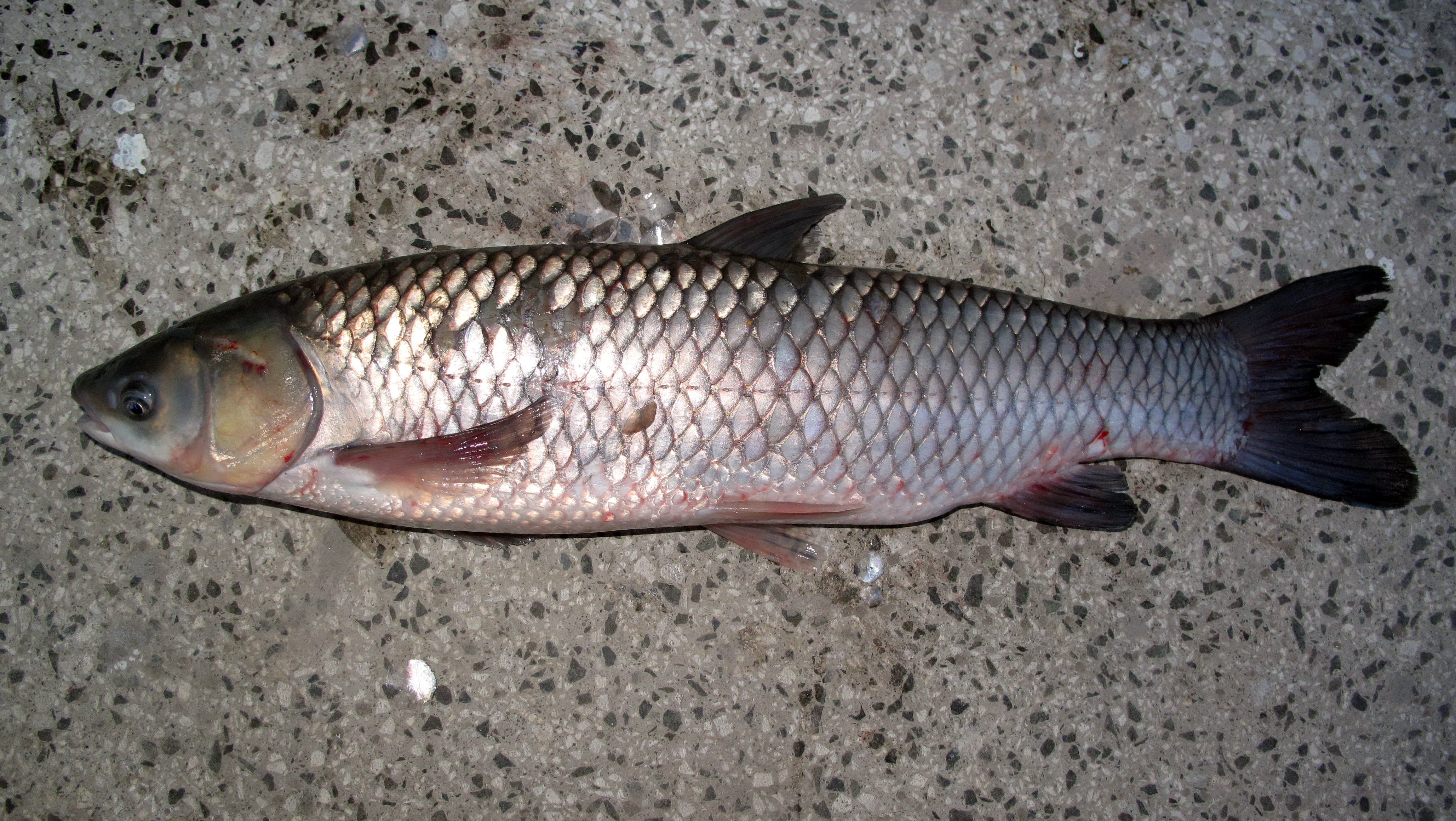 Grass Carp