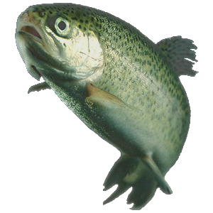 Rainbow Trout