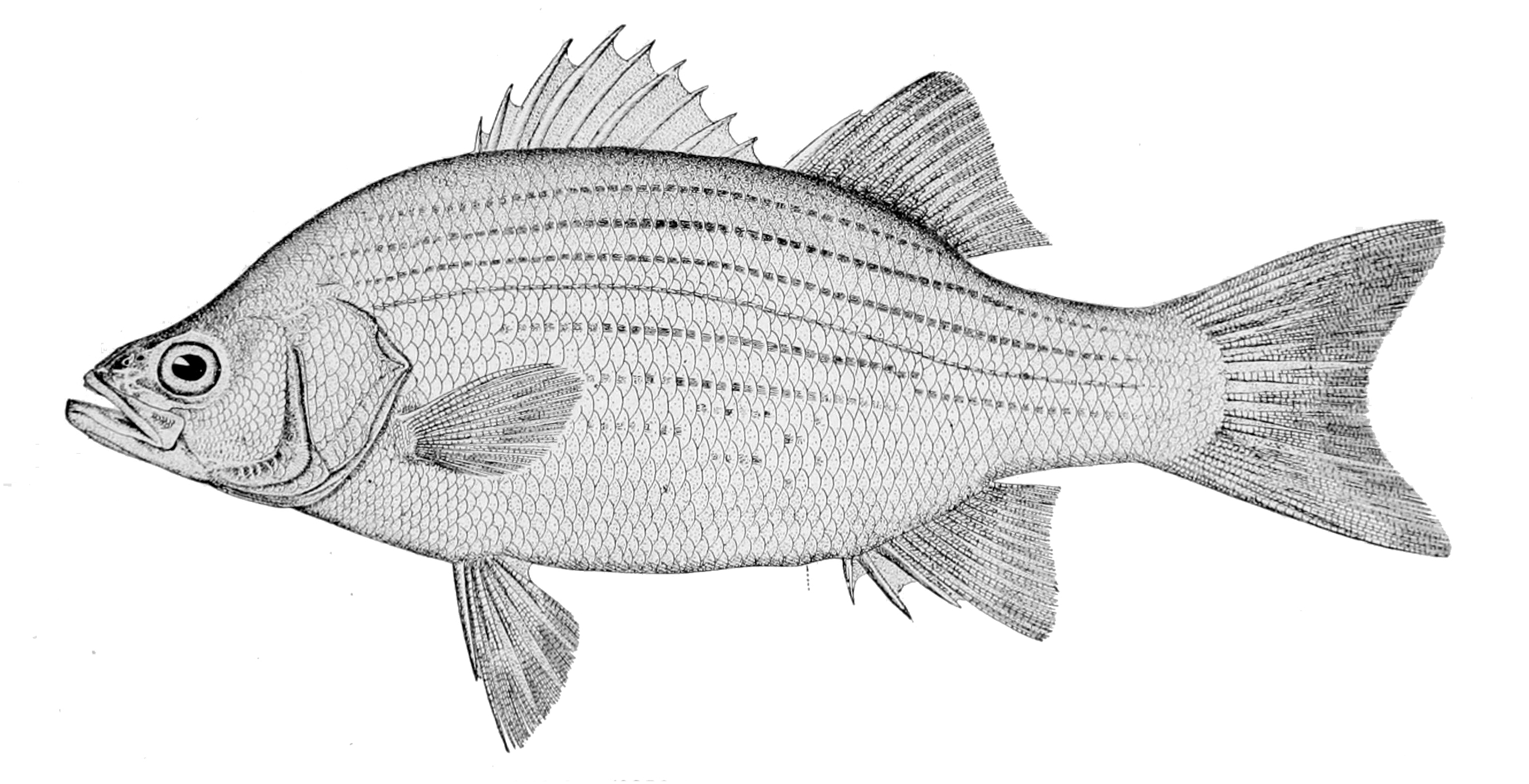 White Bass