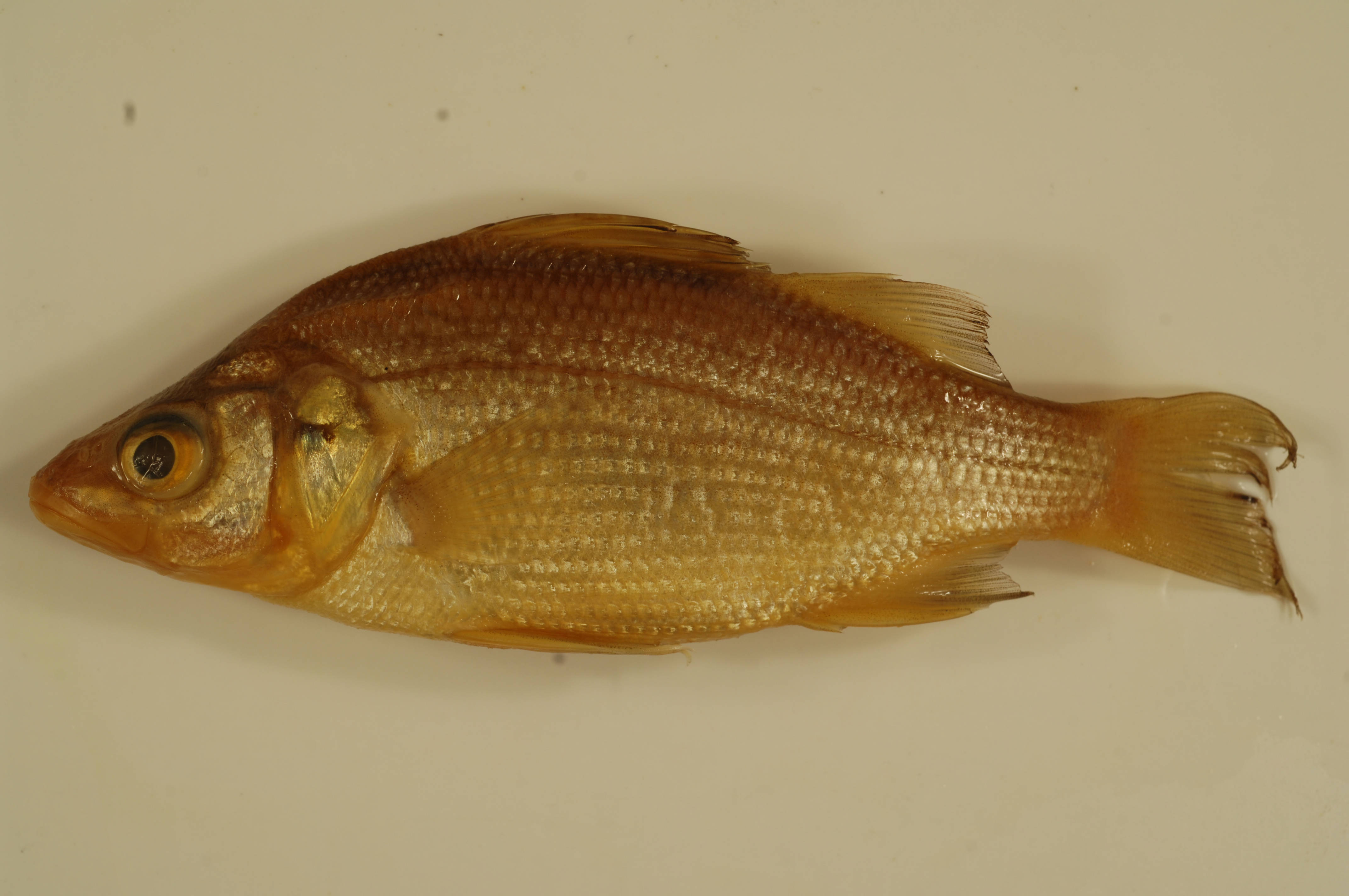 White Perch